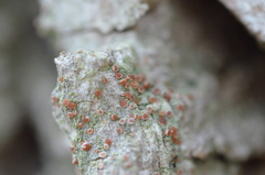 Bacidia rubella