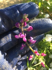 Lupinus truncatus