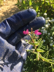 Lupinus truncatus
