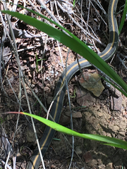 Thamnophis atratus