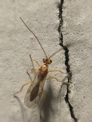 Meteorinae