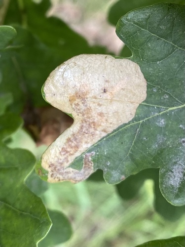 Oak Mining Sawfly