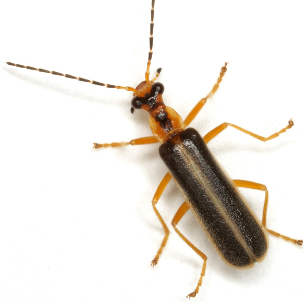 Podabrus dreisbachi