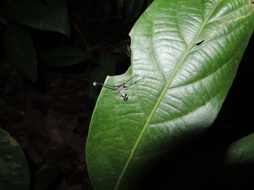 Egesina partealboantennata, 2014-04-29