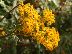 Packera sanguisorbae