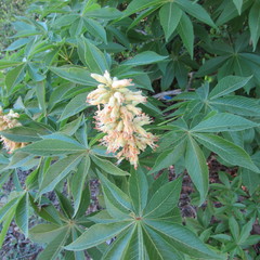 Aesculus glabra arguta