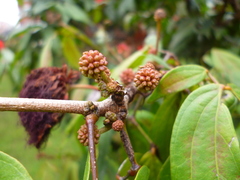 Calliandra trinervia