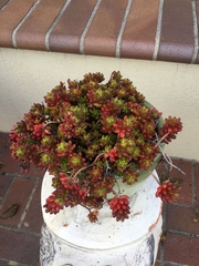 Sedum × rubrotinctum