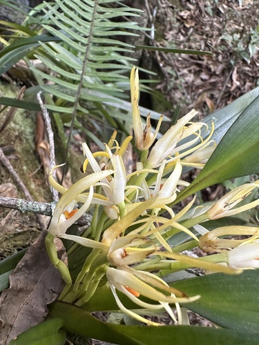 Foto de Maxilaria