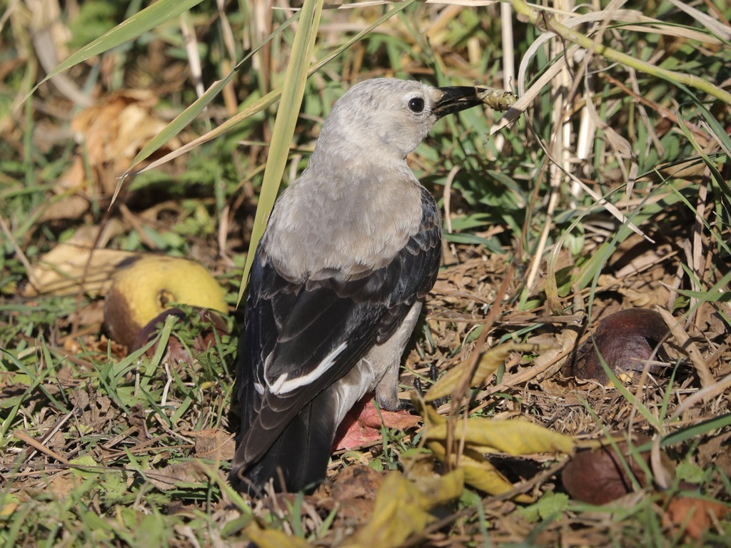 Clark's Nutcracker from Madison, WI, USA on October 22, 2023 at 0954 AM by David A. Wittrock