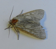 Acronicta americana
