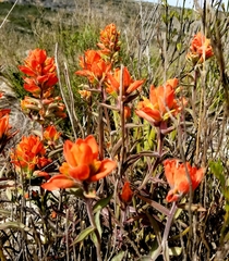 Castilleja rigida