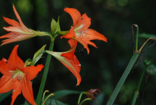 Image of Hippeastrum striatum by (c) Pietro, some rights reserved (CC BY)