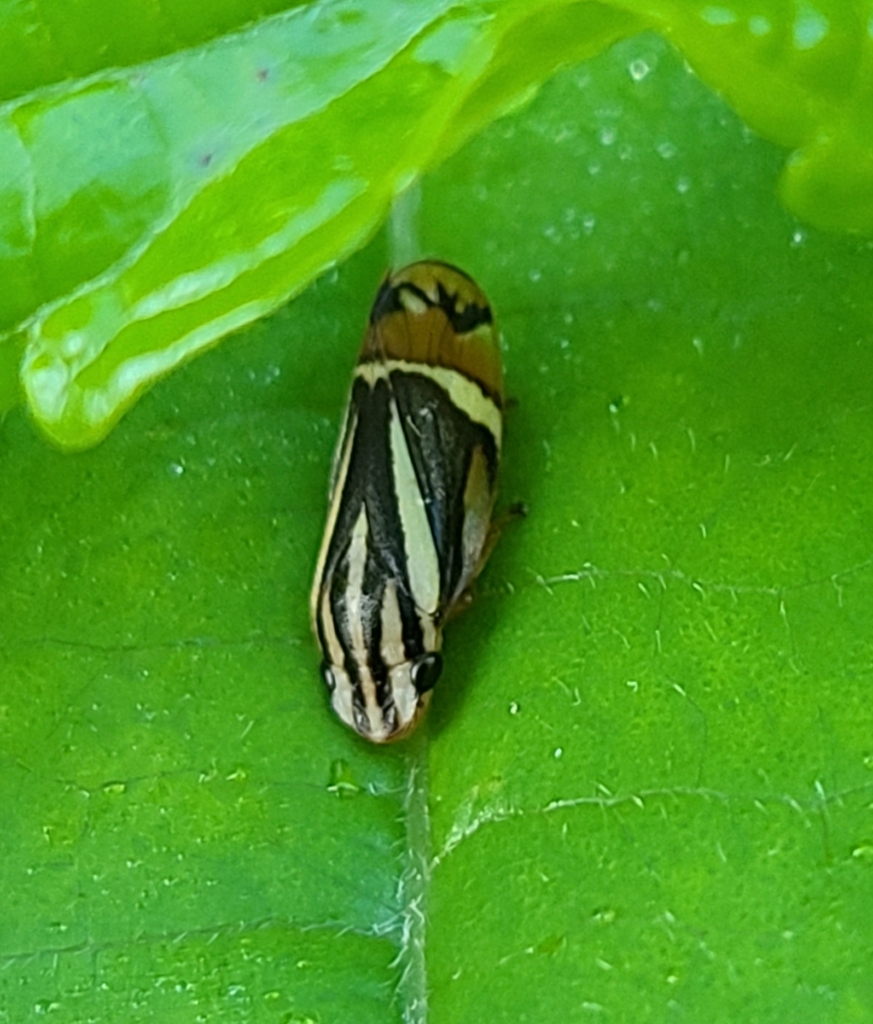 Microsargane martialis