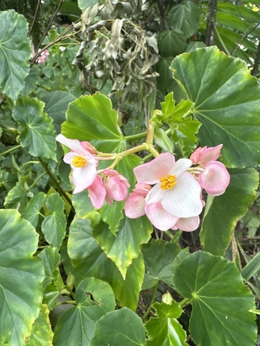 Begonia cucullata observed 2023-10-22