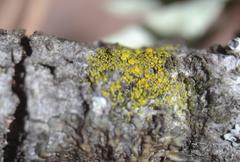 Candelariella xanthostigma