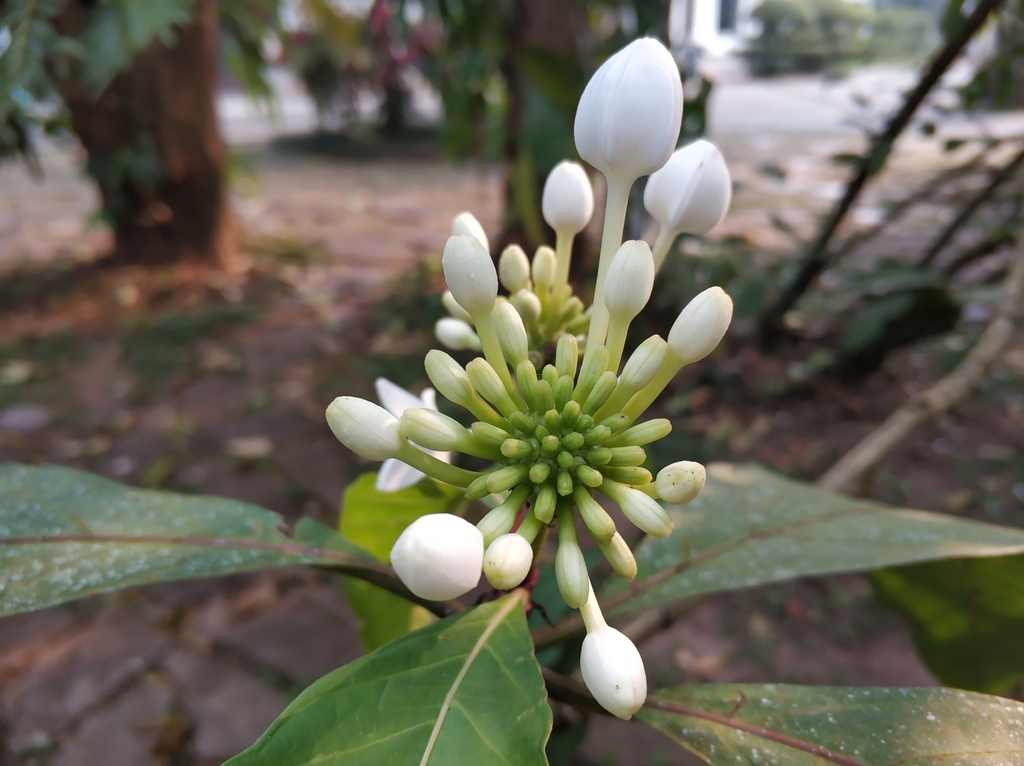 Morinda longissima (Morinda longissima)