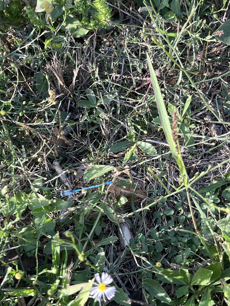 Bluets from Agarita Trail, Round Rock, TX, US on October 22, 2023 at 04 ...