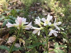 Cardamine concatenata