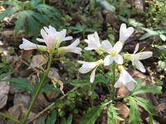 Cardamine concatenata