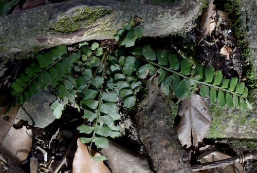 Asplenium paleaceum, 2023-09-17