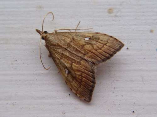 Udea pantheropa