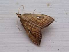 Udea pantheropa
