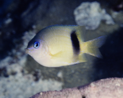 Plectroglyphidodon johnstonianus