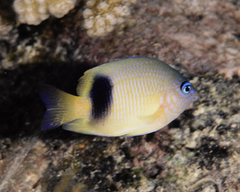 Plectroglyphidodon johnstonianus