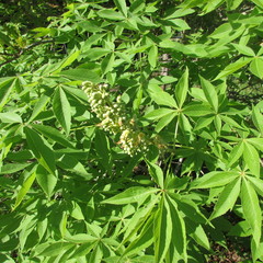 Aesculus glabra arguta