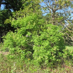 Aesculus glabra arguta