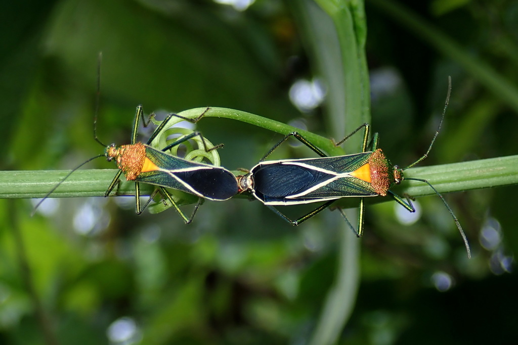 Sundarus castus