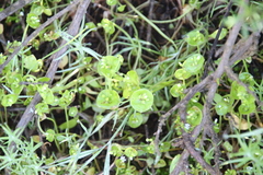 Claytonia parviflora