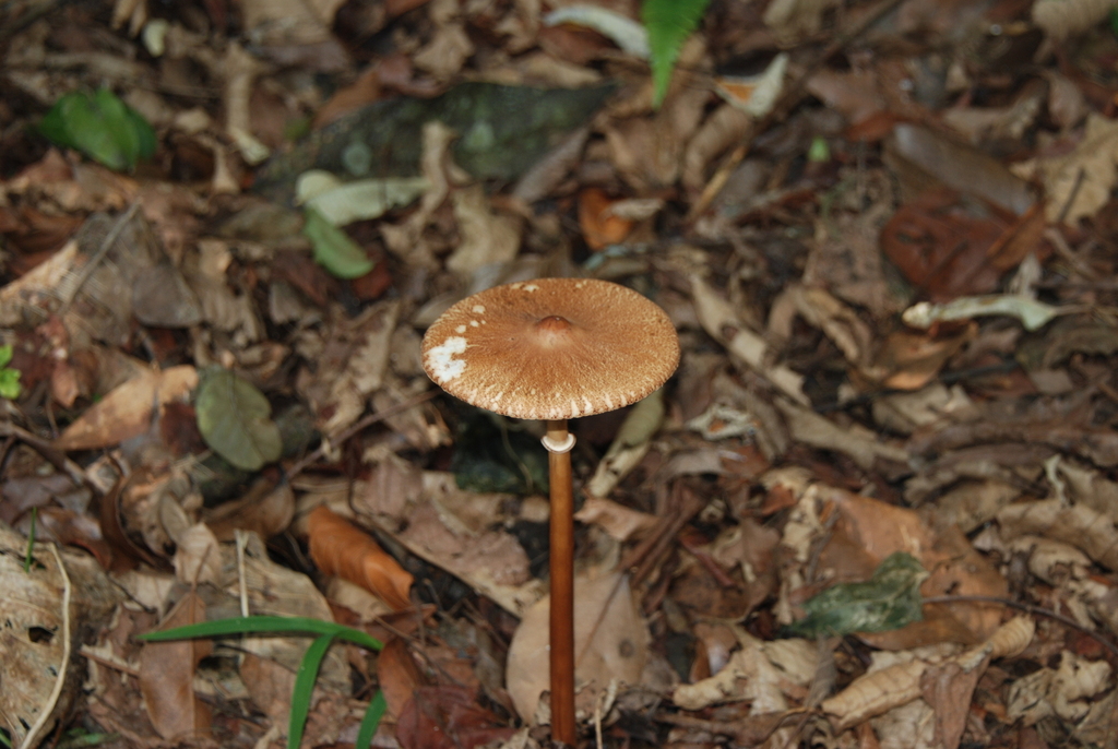 Macrolepiota capelariae · October 2023 · photo: © pietronovazzi (iNaturalist, cc-by)