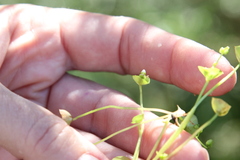 Claytonia parviflora