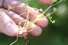 Claytonia parviflora