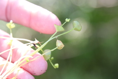 Claytonia parviflora