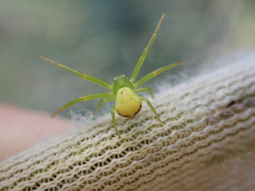 Photo of Triangle Crab Spider