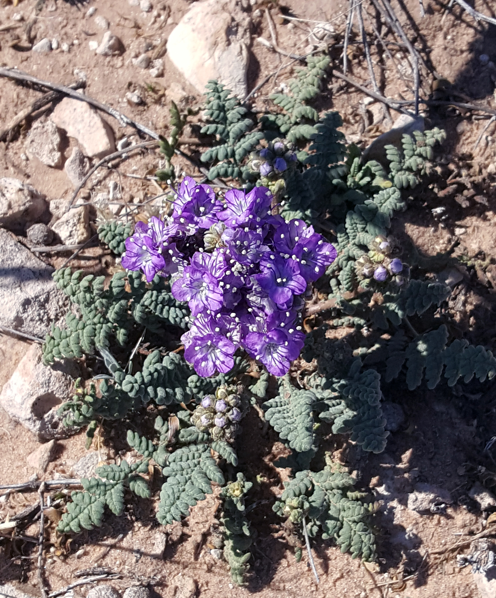 Phacelia popei