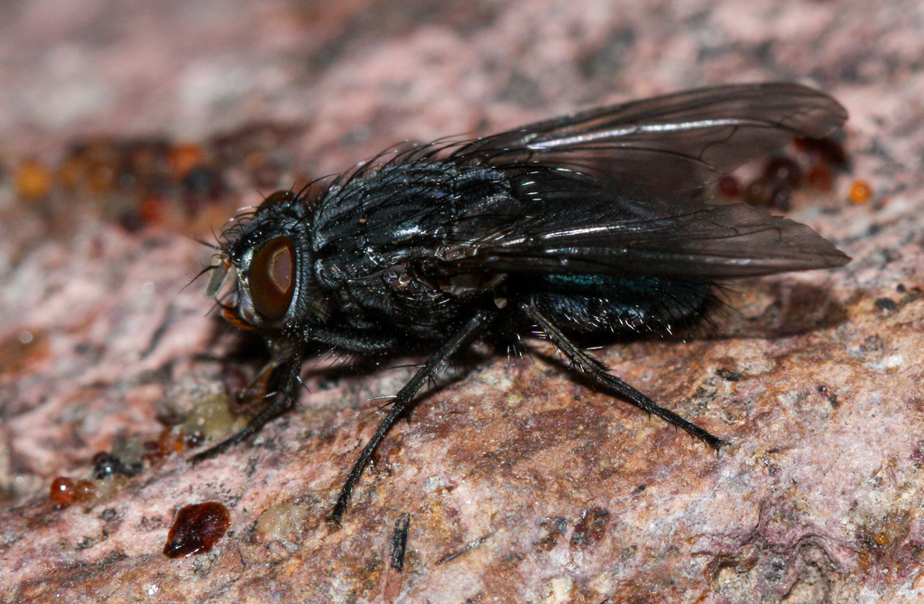 Calliphora coloradensis