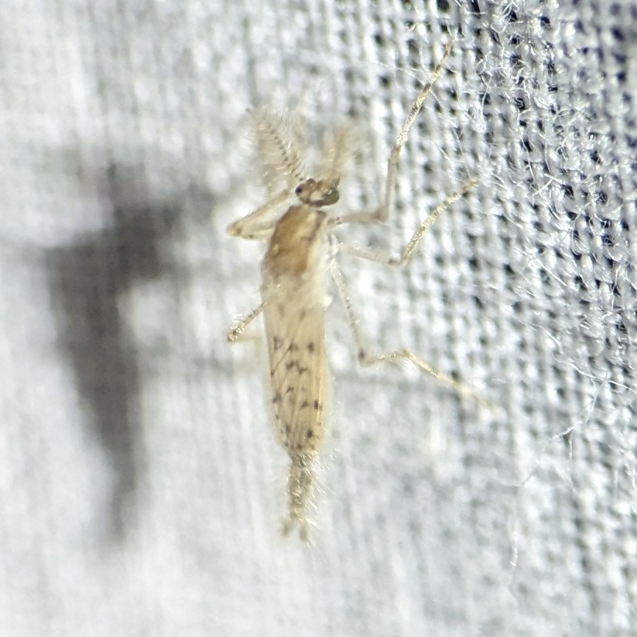 Chaoborus microstictus