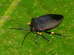 Brachystethus cribrus