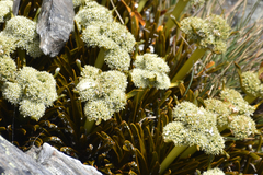 Aciphylla simplex