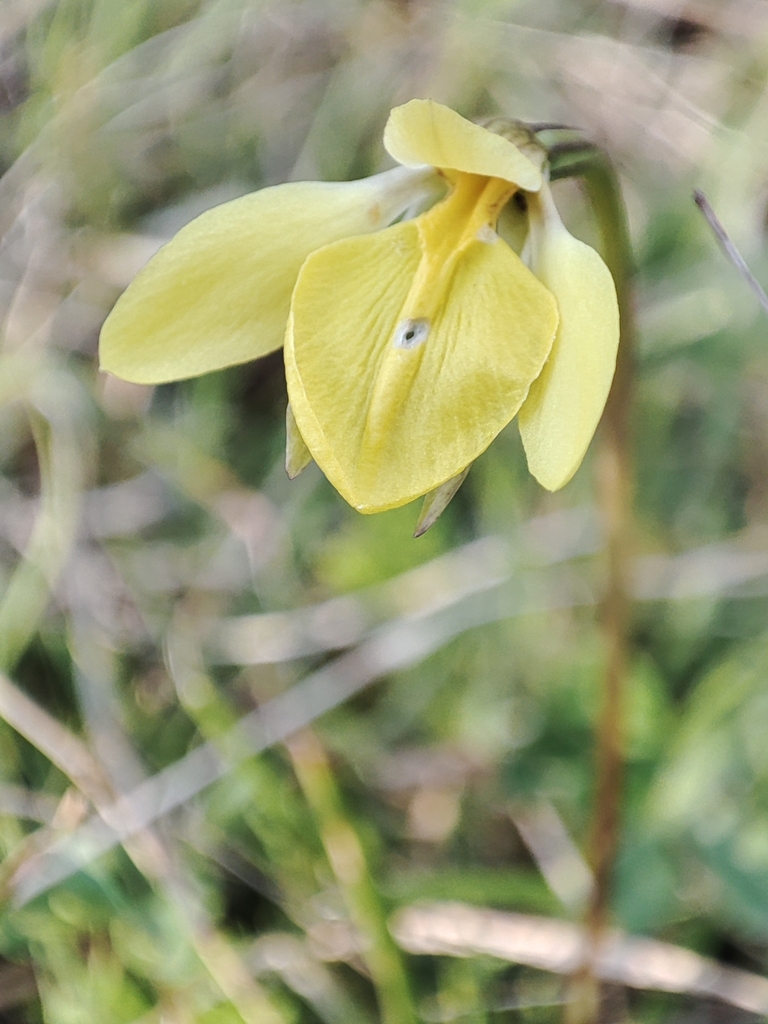 Diuris subalpina