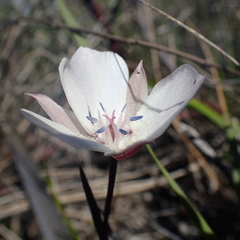 Calochortus umbellatus