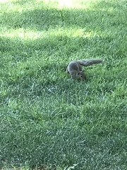 Sciurus carolinensis