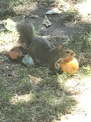 Sciurus carolinensis