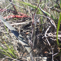 Calochortus umbellatus