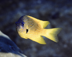 Pomacentrus amboinensis