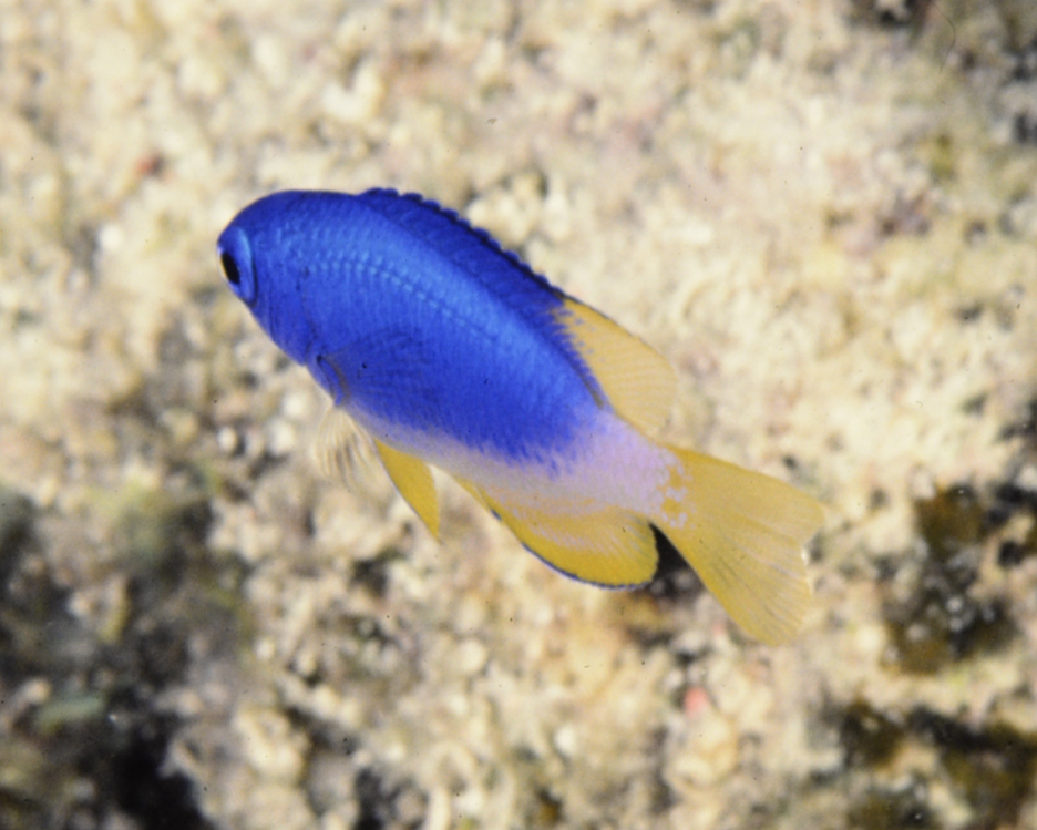 Micronesian Damselfish